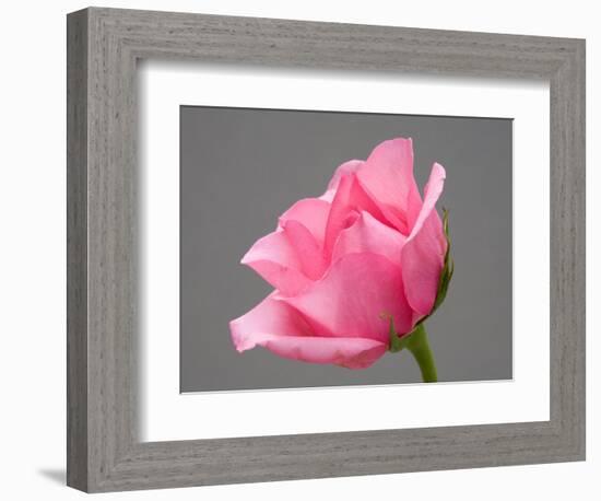 Rose-Jamie & Judy Wild-Framed Photographic Print