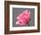 Rose-Jamie & Judy Wild-Framed Photographic Print