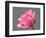 Rose-Jamie & Judy Wild-Framed Photographic Print