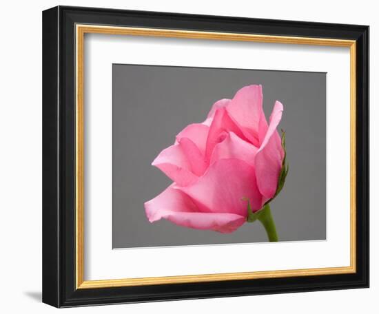 Rose-Jamie & Judy Wild-Framed Photographic Print