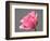 Rose-Jamie & Judy Wild-Framed Photographic Print