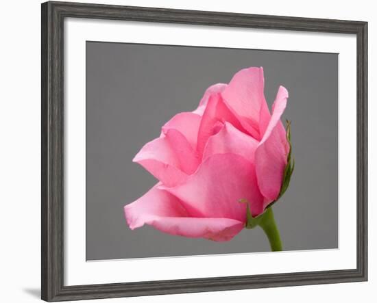 Rose-Jamie & Judy Wild-Framed Photographic Print