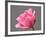 Rose-Jamie & Judy Wild-Framed Photographic Print