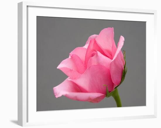 Rose-Jamie & Judy Wild-Framed Photographic Print