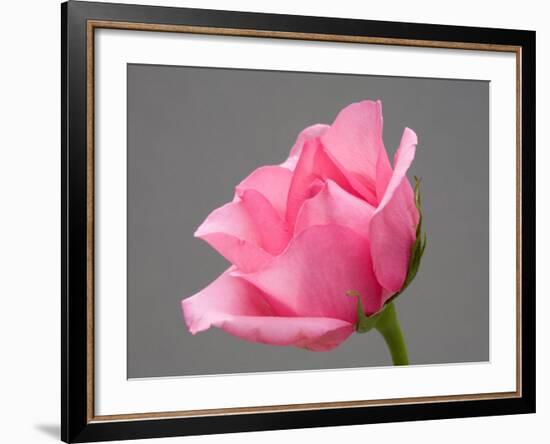 Rose-Jamie & Judy Wild-Framed Photographic Print