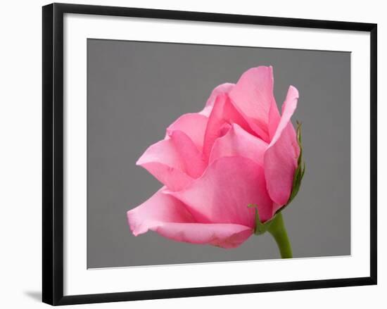 Rose-Jamie & Judy Wild-Framed Photographic Print