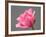 Rose-Jamie & Judy Wild-Framed Photographic Print