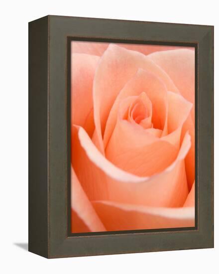 Rose-Jamie & Judy Wild-Framed Premier Image Canvas