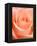 Rose-Jamie & Judy Wild-Framed Premier Image Canvas