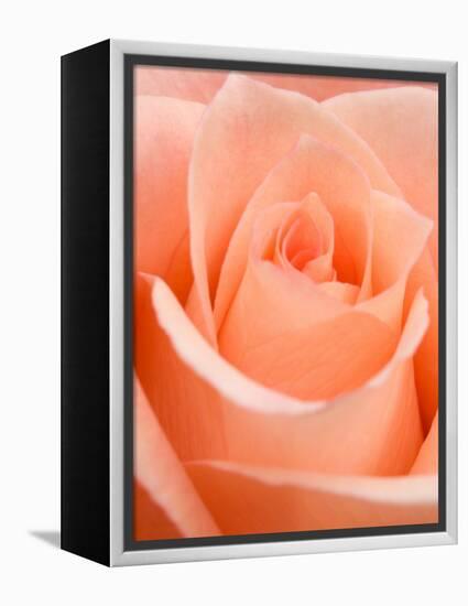 Rose-Jamie & Judy Wild-Framed Premier Image Canvas