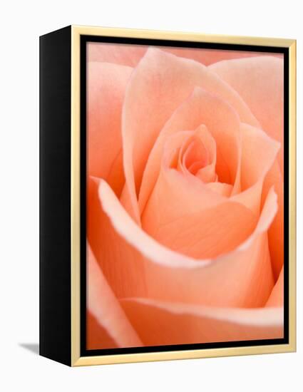 Rose-Jamie & Judy Wild-Framed Premier Image Canvas