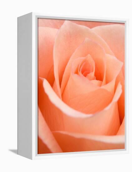 Rose-Jamie & Judy Wild-Framed Premier Image Canvas