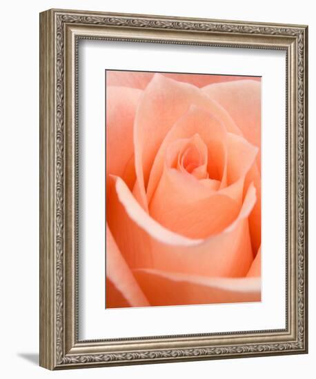 Rose-Jamie & Judy Wild-Framed Photographic Print