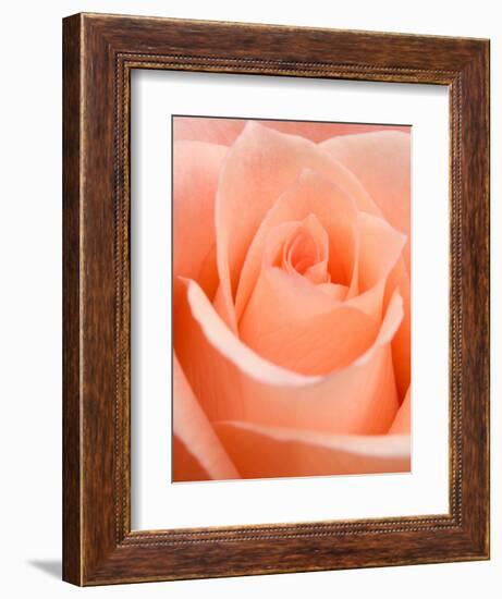 Rose-Jamie & Judy Wild-Framed Photographic Print