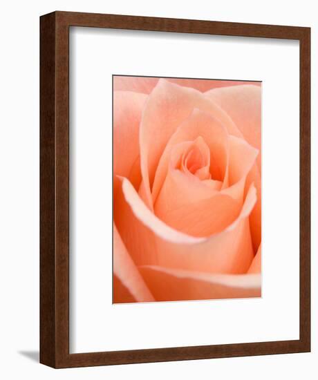 Rose-Jamie & Judy Wild-Framed Photographic Print