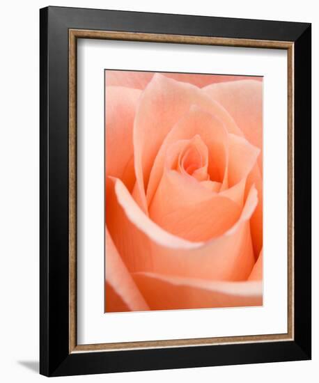 Rose-Jamie & Judy Wild-Framed Photographic Print