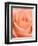 Rose-Jamie & Judy Wild-Framed Photographic Print