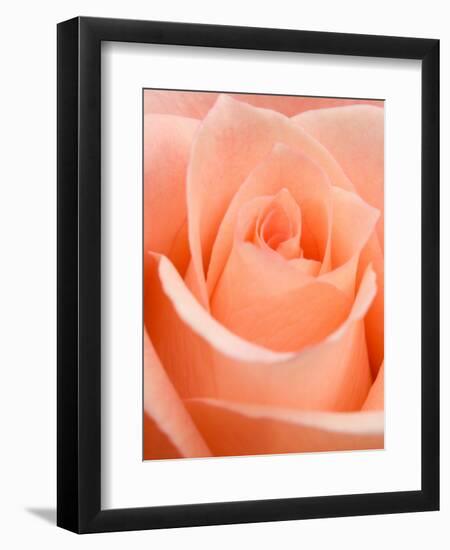 Rose-Jamie & Judy Wild-Framed Photographic Print