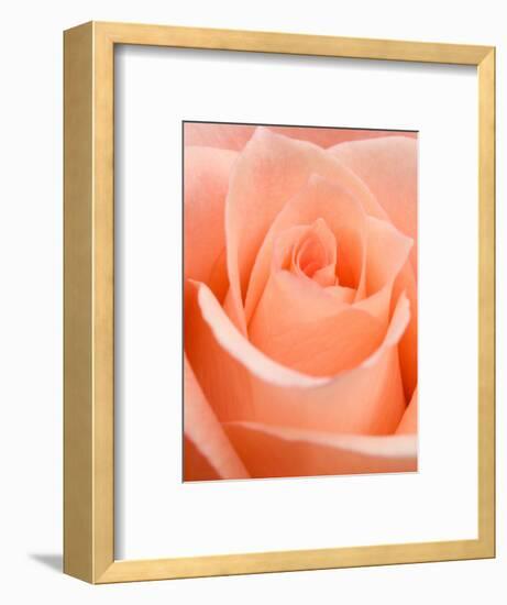 Rose-Jamie & Judy Wild-Framed Photographic Print