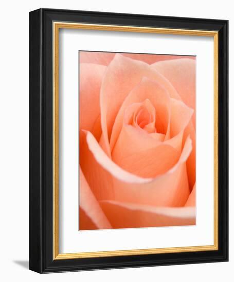 Rose-Jamie & Judy Wild-Framed Photographic Print