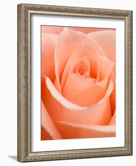 Rose-Jamie & Judy Wild-Framed Photographic Print