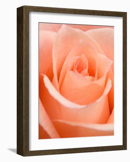 Rose-Jamie & Judy Wild-Framed Photographic Print