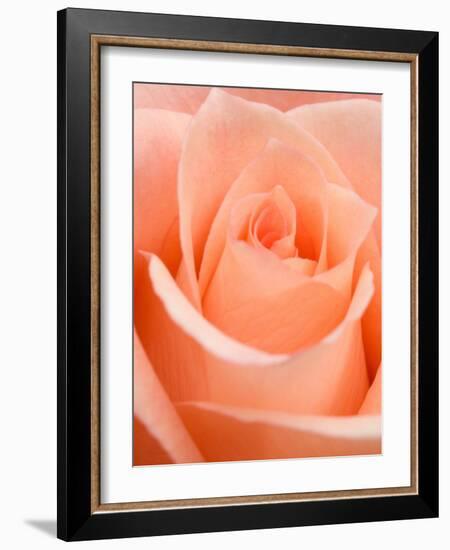 Rose-Jamie & Judy Wild-Framed Photographic Print