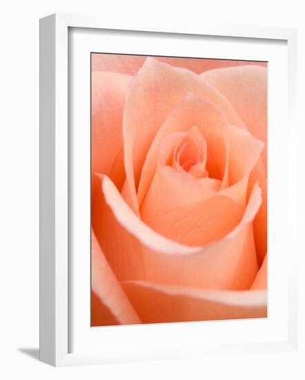 Rose-Jamie & Judy Wild-Framed Photographic Print