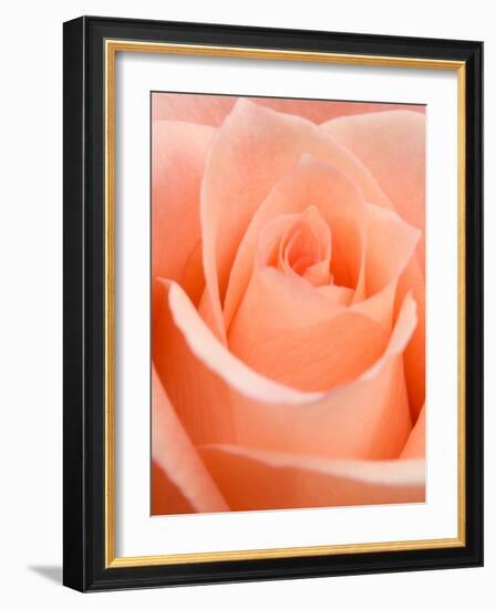 Rose-Jamie & Judy Wild-Framed Photographic Print