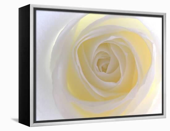 Rose-Nadia Isakova-Framed Premier Image Canvas