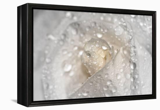 Rose-Gordon Semmens-Framed Premier Image Canvas