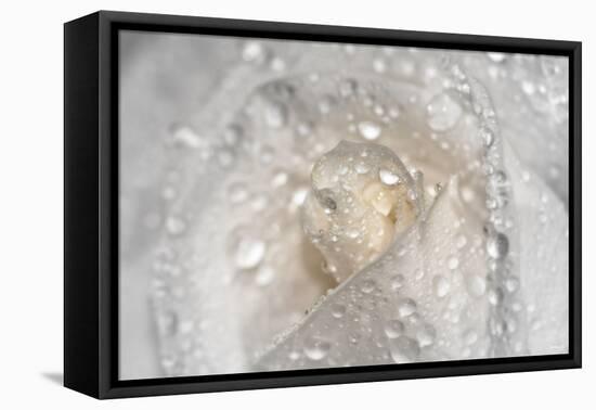 Rose-Gordon Semmens-Framed Premier Image Canvas