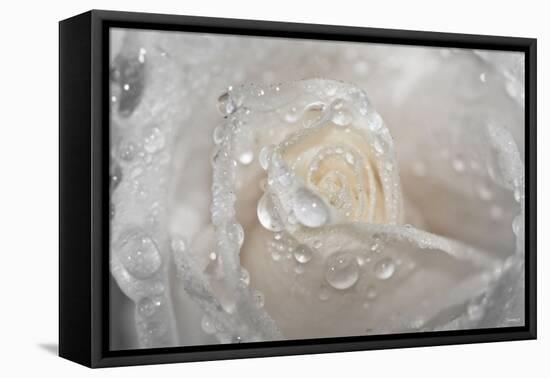 Rose-Gordon Semmens-Framed Premier Image Canvas