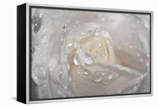 Rose-Gordon Semmens-Framed Premier Image Canvas