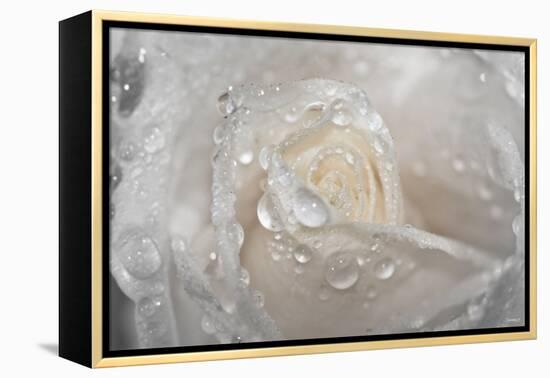 Rose-Gordon Semmens-Framed Premier Image Canvas