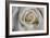 Rose-Gordon Semmens-Framed Photographic Print