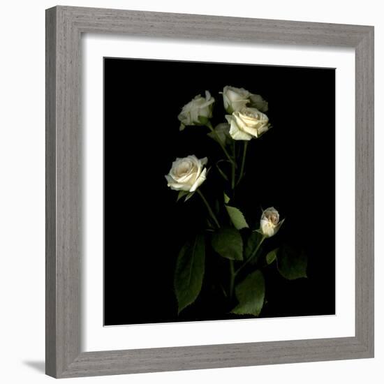 Rose-Magda Indigo-Framed Photographic Print