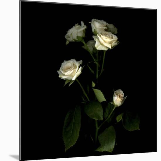 Rose-Magda Indigo-Mounted Photographic Print