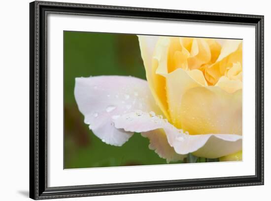 Rose-Lynn M^ Stone-Framed Photographic Print