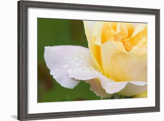 Rose-Lynn M^ Stone-Framed Photographic Print