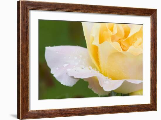 Rose-Lynn M^ Stone-Framed Photographic Print