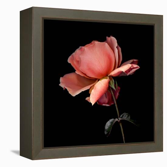 rose-Magda Indigo-Framed Premier Image Canvas