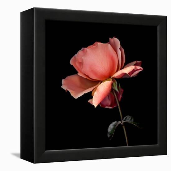 rose-Magda Indigo-Framed Premier Image Canvas