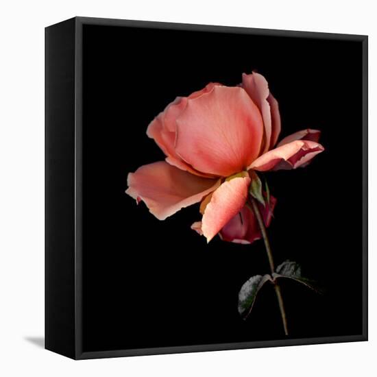 rose-Magda Indigo-Framed Premier Image Canvas