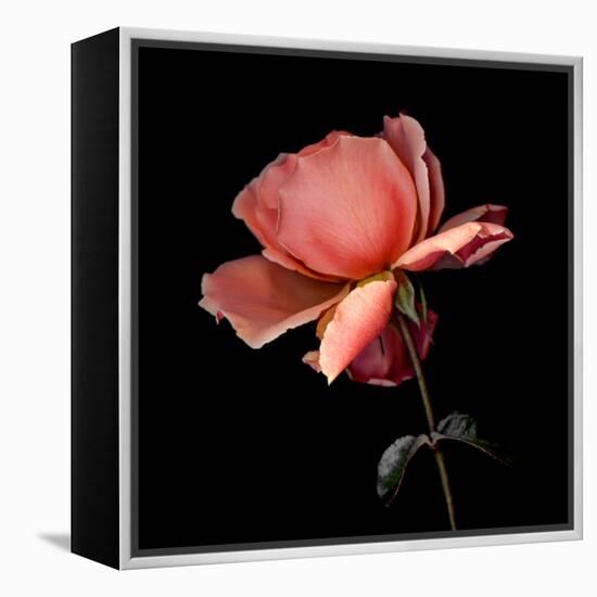 rose-Magda Indigo-Framed Premier Image Canvas