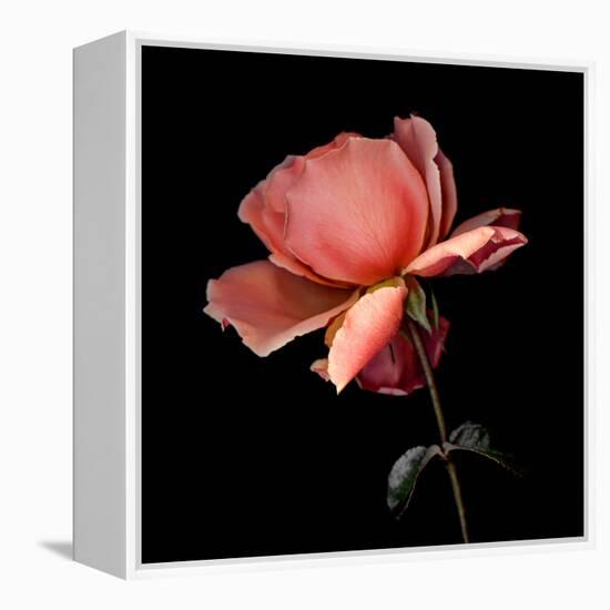 rose-Magda Indigo-Framed Premier Image Canvas