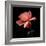 rose-Magda Indigo-Framed Photographic Print