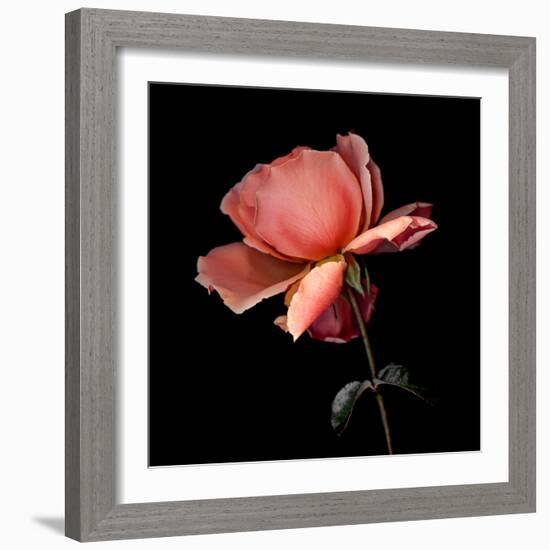 rose-Magda Indigo-Framed Photographic Print