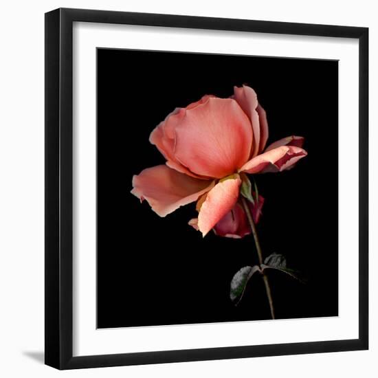 rose-Magda Indigo-Framed Photographic Print