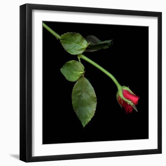 rose-Magda Indigo-Framed Photographic Print